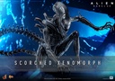Scorched  Xenomorph "Alien: Romulus" – HOT TOYS – PREVENTA